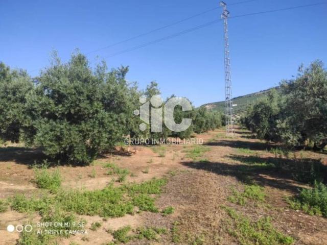 Terreno en venta en Baena, Andalucía