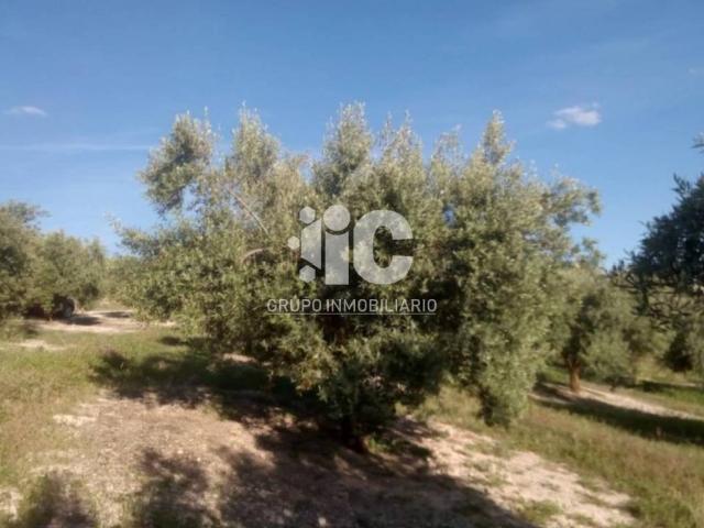 Terreno en venta en Baena, Andalucía