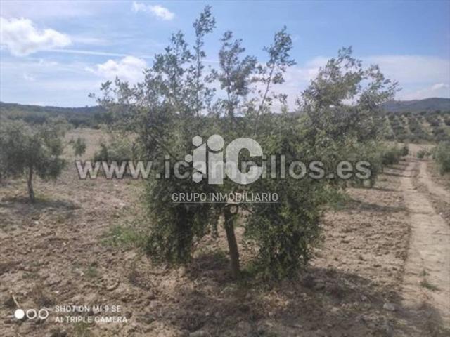 Terreno en venta en Baena, Andalucía