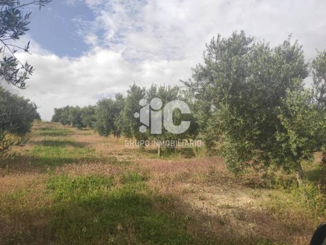 Terreno en venta en Baena, Andalucía