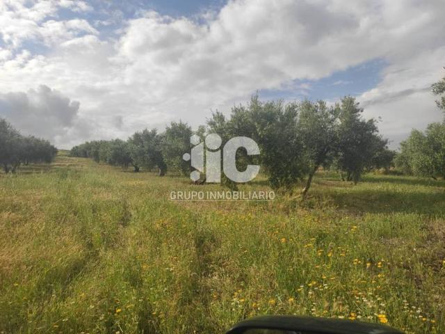 Terreno en venta en Baena, Andalucía