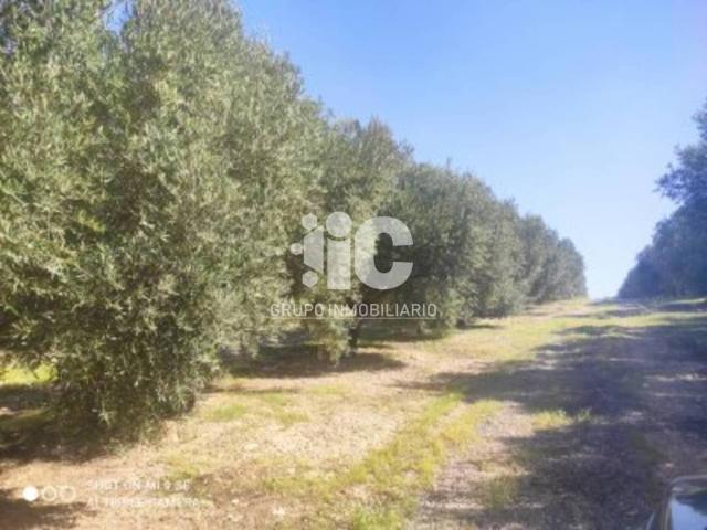 Terreno en venta en Baena, Andalucía