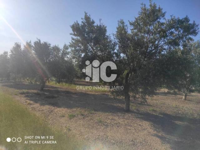 Terreno en venta en Baena, Andalucía