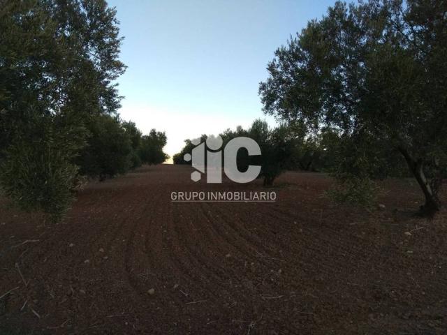 Terreno en venta en Baena, Andalucía