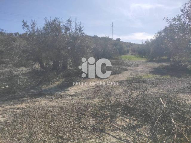 Terreno en venta en Baena, Andalucía