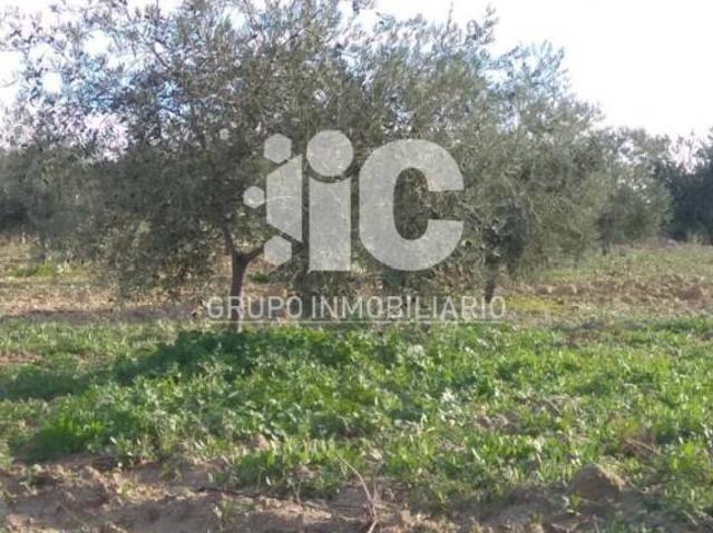 Terreno en venta en Baena, Andalucía