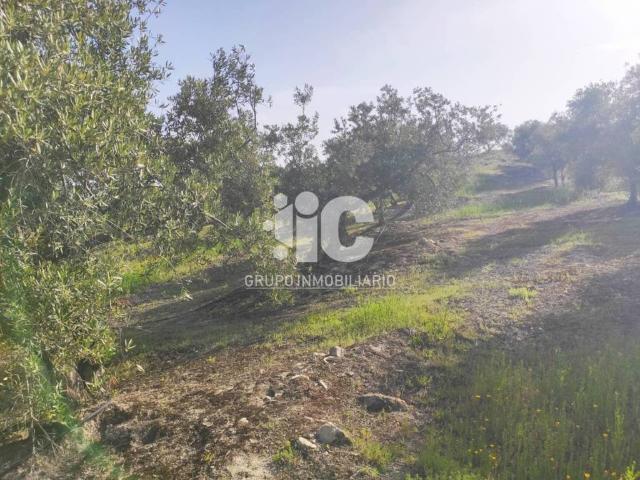 Terreno en venta en Baena, Andalucía