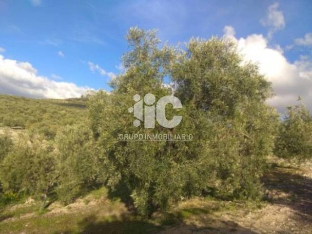 Terreno en venta en Baena, Andalucía