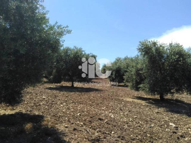 Terreno en venta en Baena, Andalucía