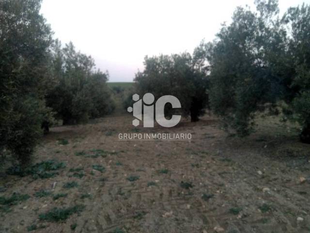 Terreno en venta en Baena, Andalucía