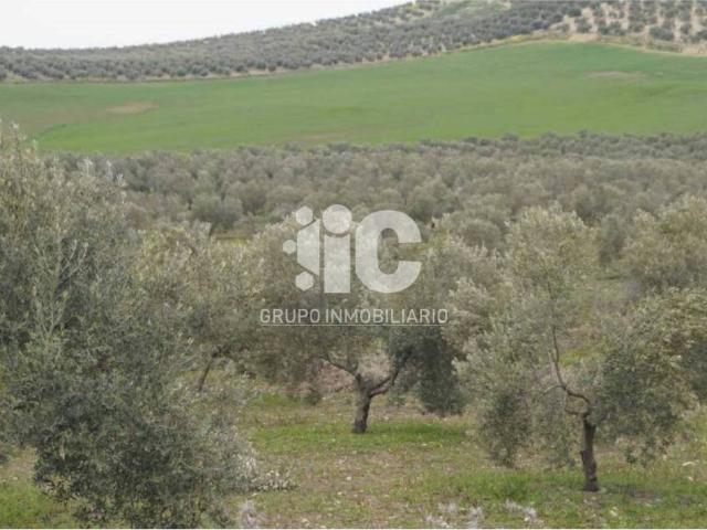 Terreno en venta en Baena, Andalucía