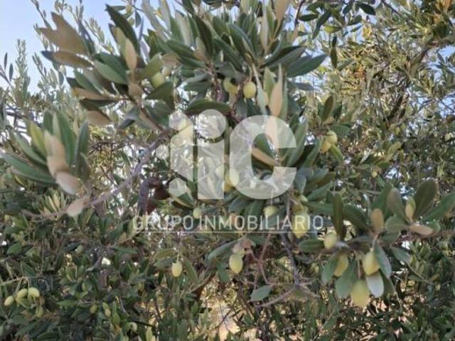 Terreno en venta en Baena, Andalucía