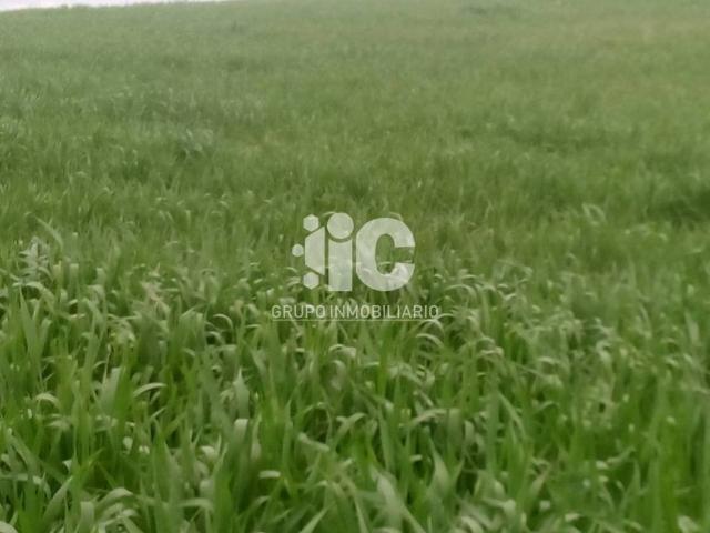 Terreno en venta en Baena, Andalucía