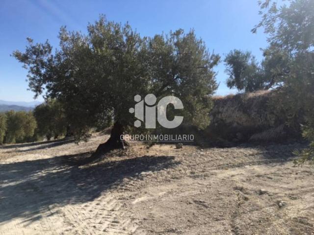 Terreno en venta en Baena, Andalucía