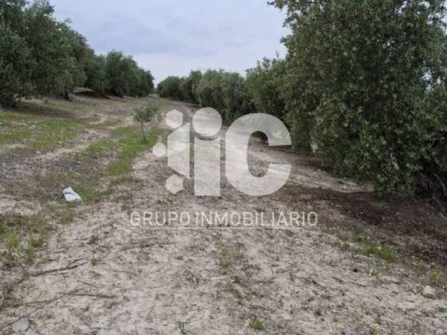 Terreno en venta en Baena, Andalucía