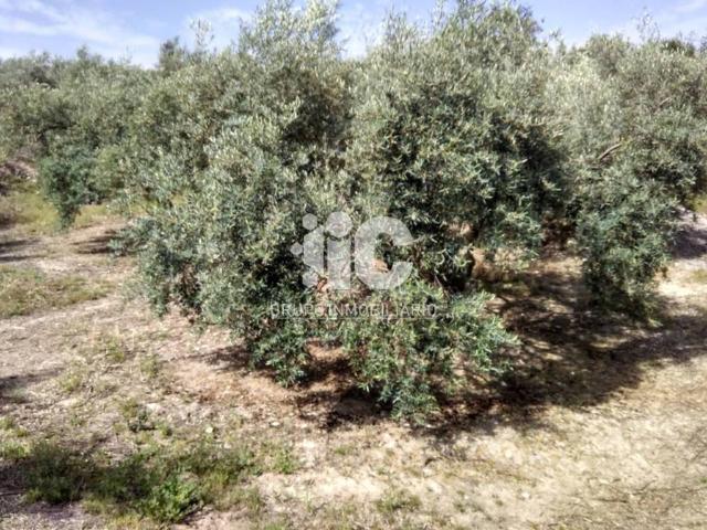 Terreno en venta en Baena, Andalucía