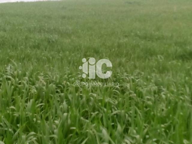 Terreno en venta en Baena, Córdoba