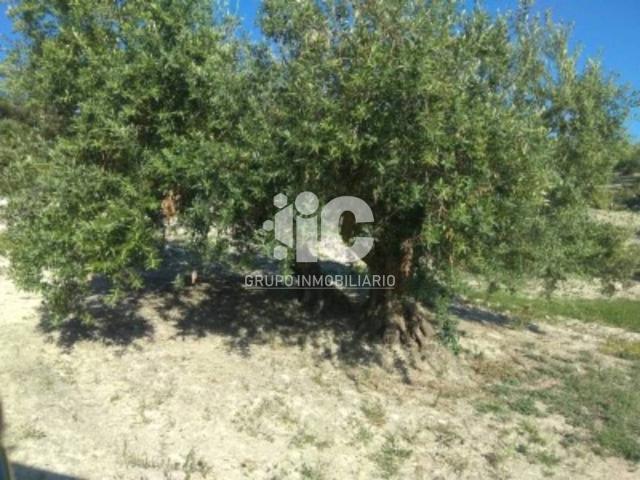 Terreno en venta en Baena, Córdoba
