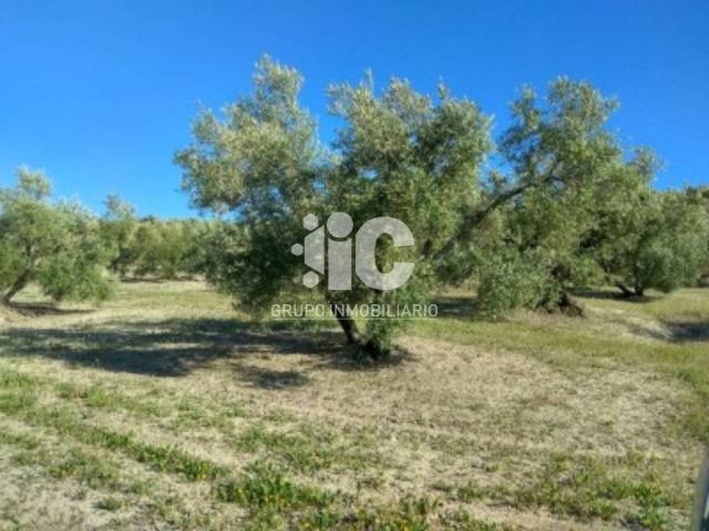 Terreno en venta en Baena, Córdoba