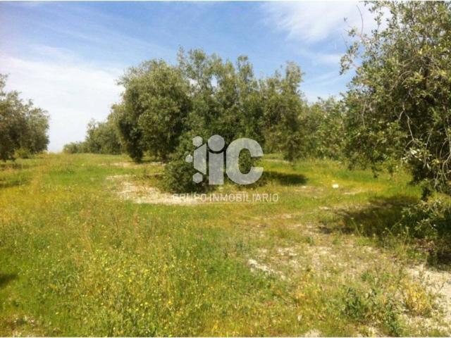 Terreno en venta en Baena, Andalucía
