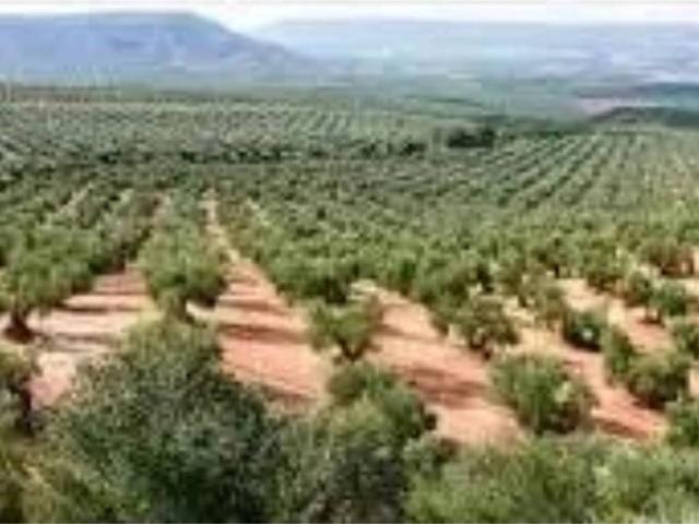 Terreno en venta en Baena, Andalucía
