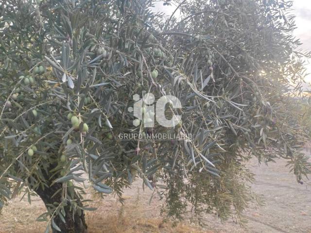 Terreno en venta en Baena, Andalucía