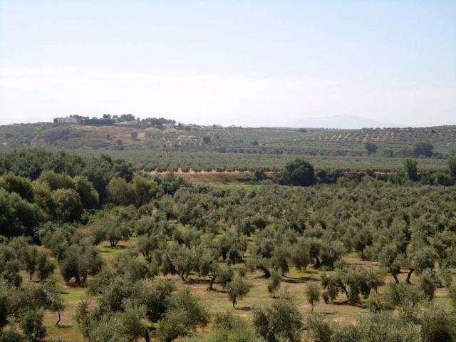Terreno en venta en Baeza, Andalucía