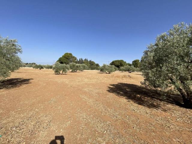 Terreno en venta en Baeza, Andalucía