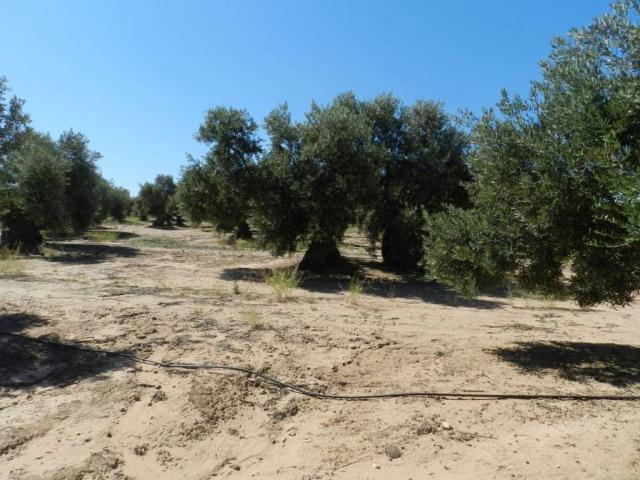 Terreno en venta en Bailén, Andalucía
