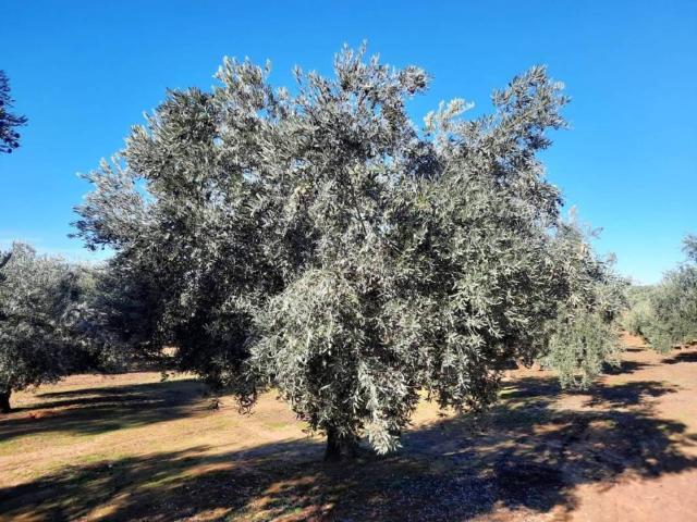 Terreno en venta en Bailén, Andalucía