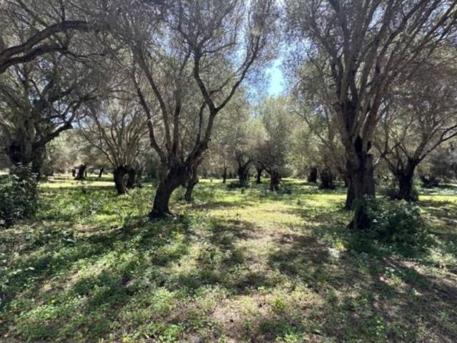 Terreno en venta en La Janda, Andalucía