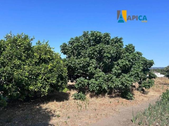 Terreno en venta en La Janda, Andalucía