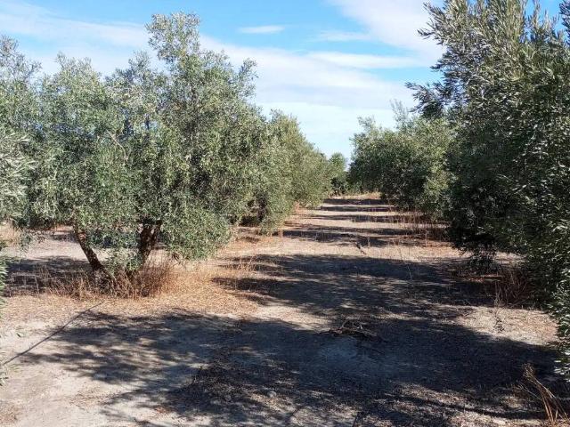 Terreno en venta en Comarca de Baza, Andalucía