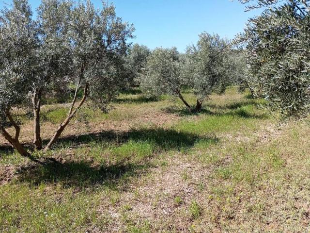 Terreno en venta en Comarca de Baza, Andalucía