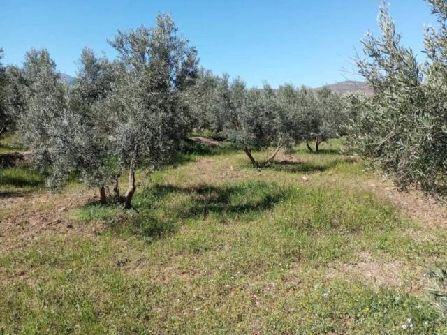 Terreno en venta en Comarca de Baza, Andalucía