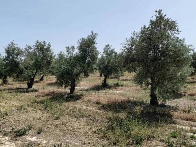 Terreno en venta en Comarca de Baza, Andalucía