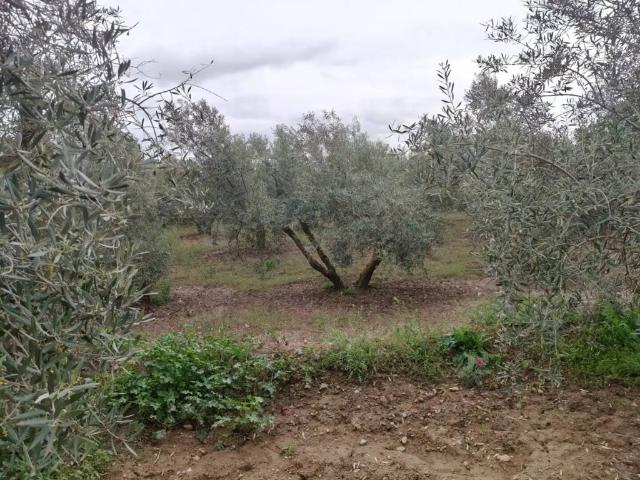 Terreno en venta en Comarca de Baza, Andalucía