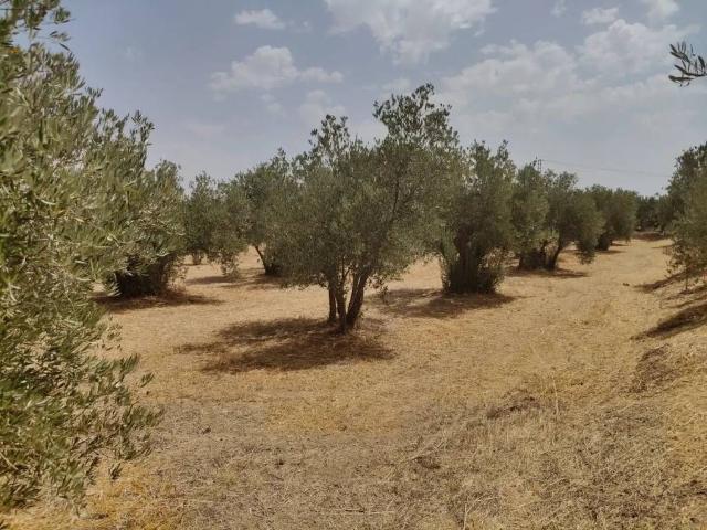 Terreno en venta en Comarca de Baza, Andalucía