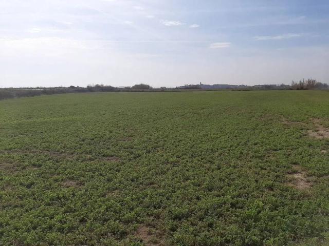 Terreno en venta en Bellvís, Lleida