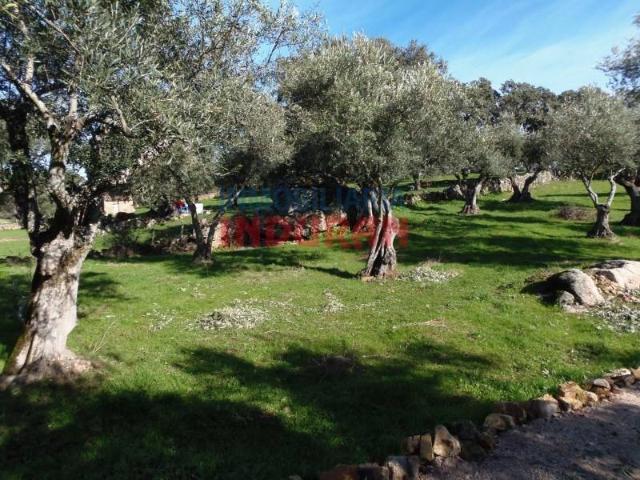 Terreno en venta en Belvís De Monroy, Extremadura