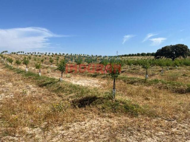 Terreno en venta en Belvís De Monroy, Extremadura