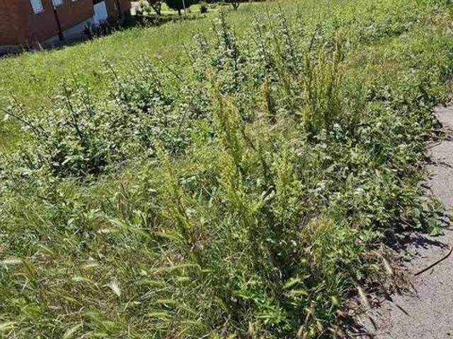 Terreno en venta en Bembibre, León