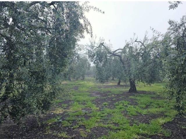 Terreno en venta en Benacazón, Andalucía