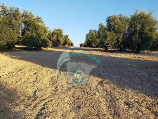 Terreno en venta en Benamejí, Andalucía