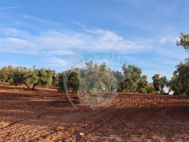 Terreno en venta en Benamejí, Andalucía