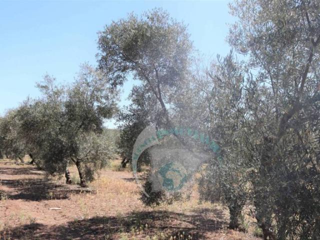 Terreno en venta en Benamejí, Andalucía
