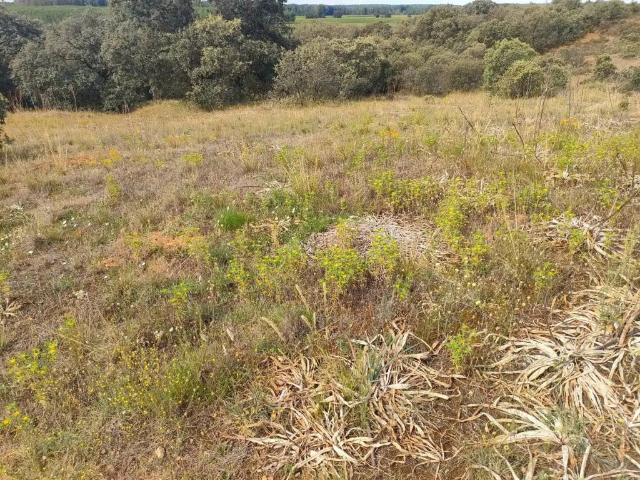 Terreno en venta en Benavente, Castilla y León