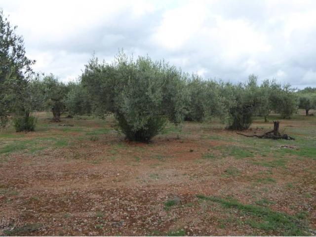 Terreno en venta en el Baix Maestrat, Valencia