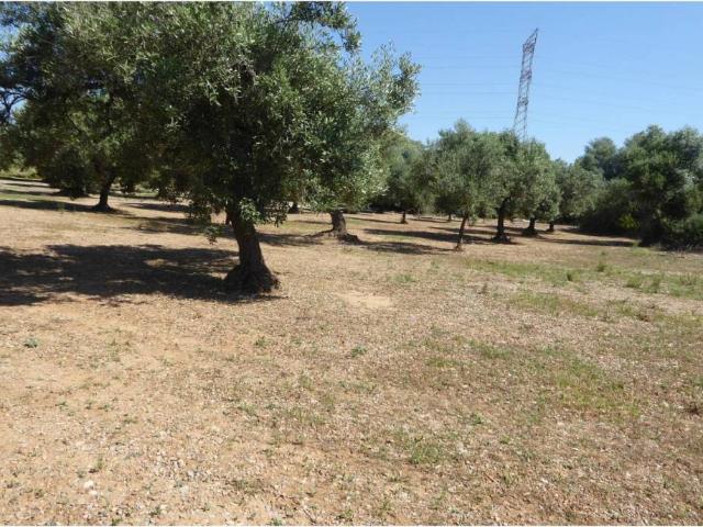 Terreno en venta en el Baix Maestrat, Valencia