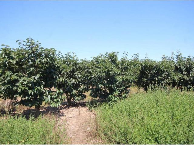 Terreno en venta en la Ribera Baixa, Valencia